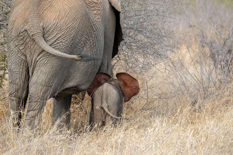 Okavango Delta, Botswana